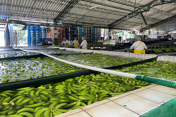 Banasan S.A.S solicita la creación de un Quinto Distrito de Policía para mejorar la seguridad en la Zona Bananera