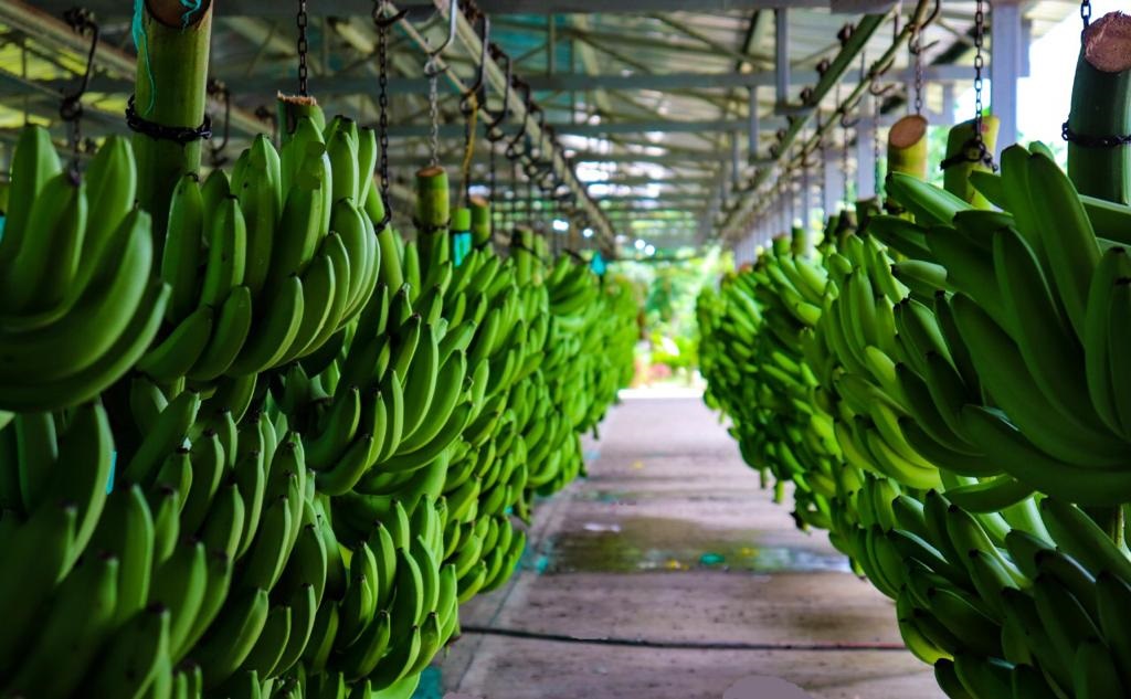 Colaboradores de Banasan S.A.S trabajando en el proceso de producción y exportación de banano, garantizando calidad y sostenibilidad.