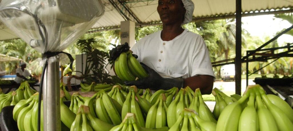 Banasan S.A.S y aranceles afectan la exportación de banano