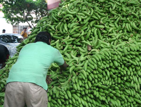 Banasan S.A.S y aranceles impactan productores del Caribe colombiano